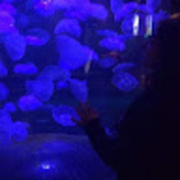 Meet your Posher, Alisha - Picture 1 of 1